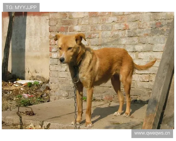 万狗体育:推动宠物运动文化普及与全民健身新趋势 万狗体育:推动宠物运动文化普及与全民健身新趋势